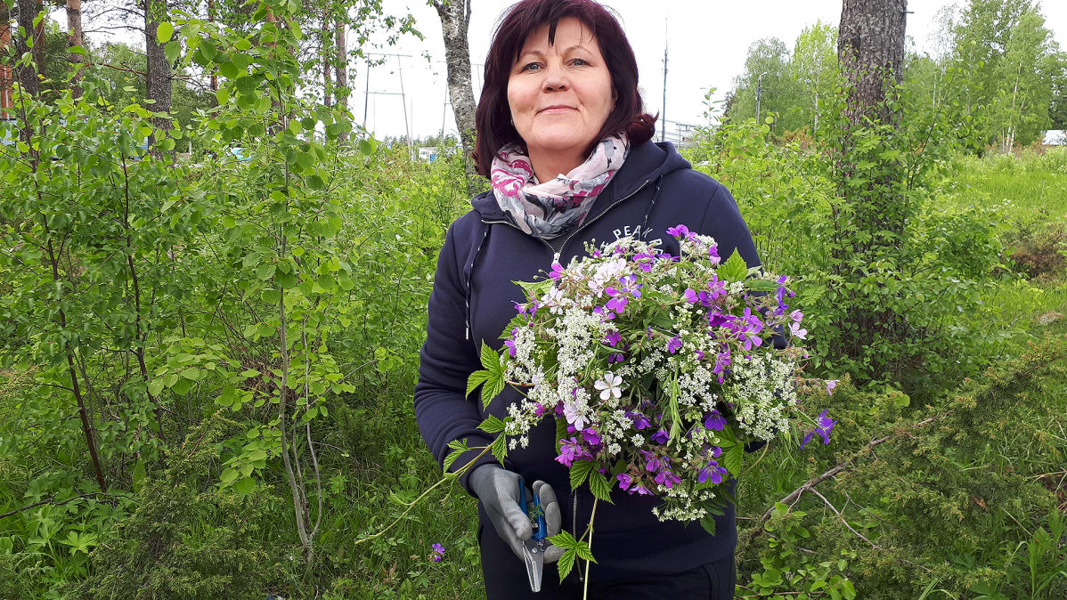 Marja Ekholm poimimassa kukkia