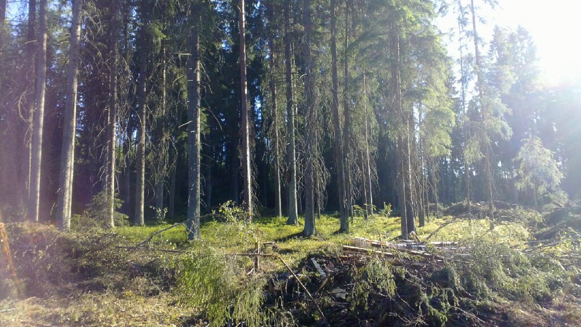 Jukka Neppiuksen mukaan pöllönpöntölle jäi riittävä suoja hakkuulta.