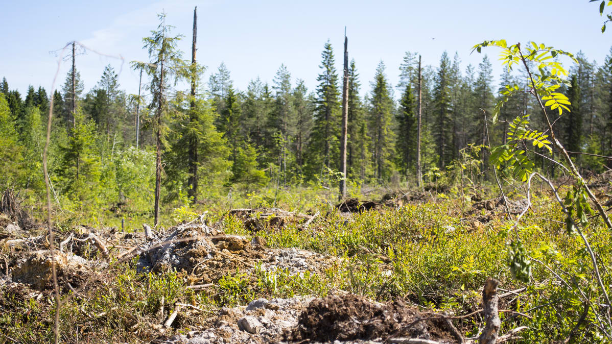 Metsä muokattu taimet istutus Paltamo