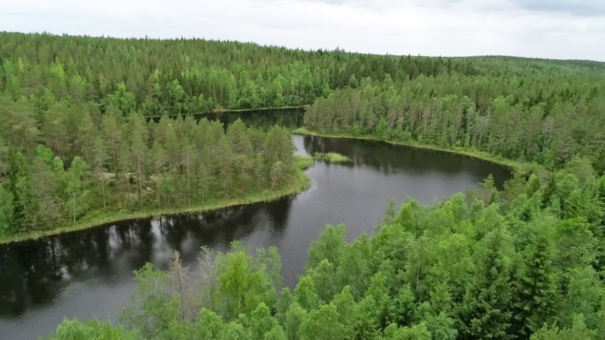 Havumetsää ja järvi