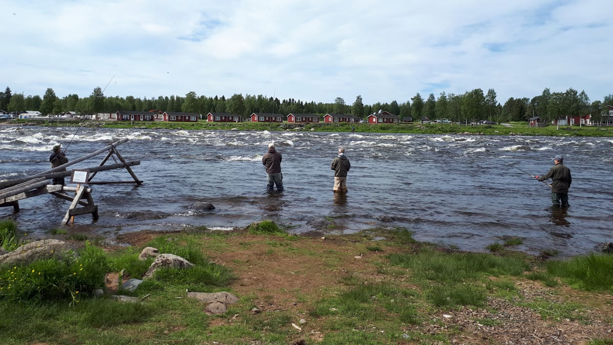 Viehekalastusta Kukkolankosekella.