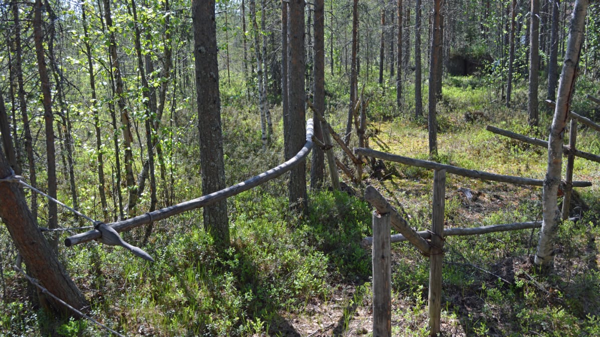 Rekonstruktio peura-ansasta Kierikin kivikautisessa kylässä Oulussa.