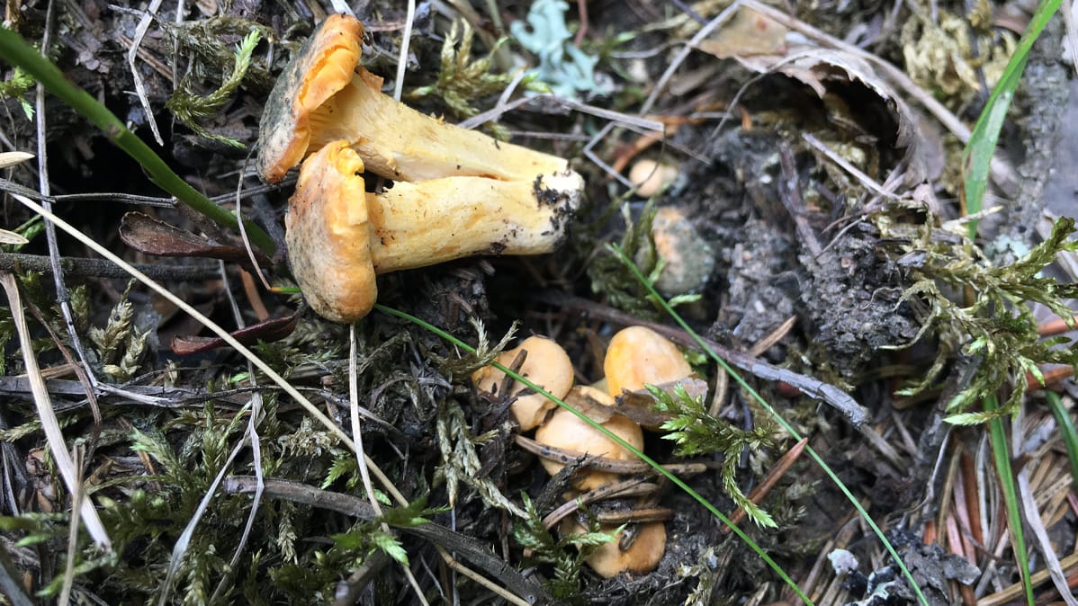 Kuivuudesta kärsineitä ja vähän homeisia kanttarelleja