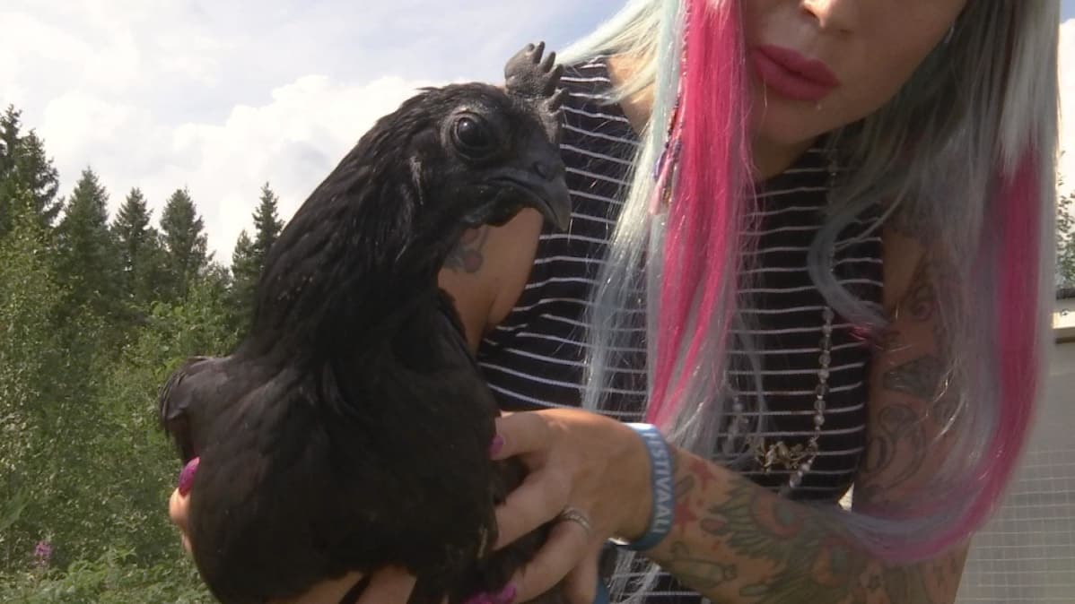Harvinainen kokomusta kanarotu Ayam Cemani naisen sylissä