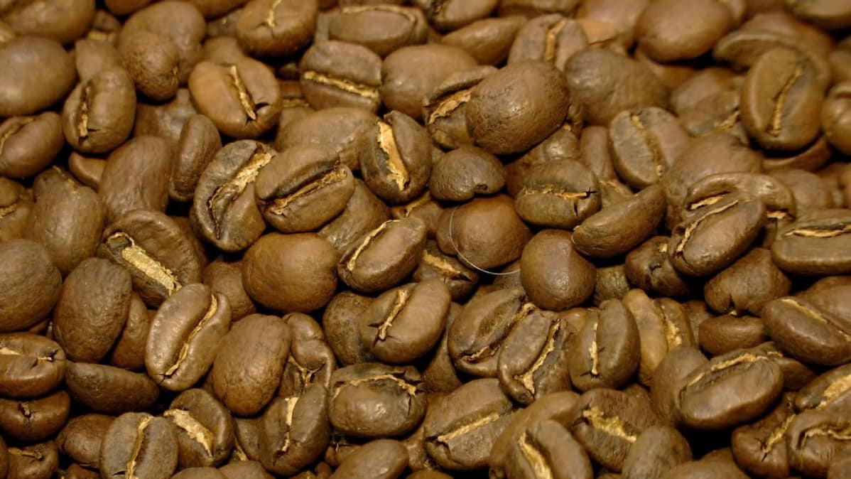 Paahdettuja kahvipapuja lappeenrantalaisen Lehmus ROasteryn muoviämpäsissä.