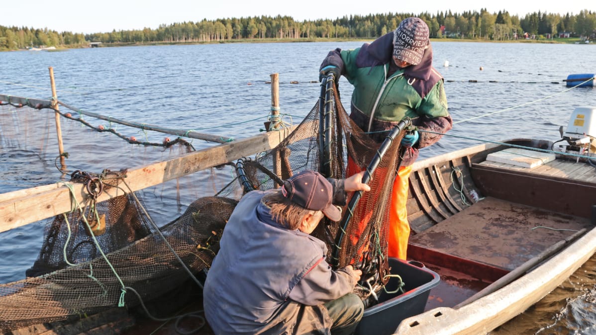 Kalastajat Jorma Paakkola ja Tuomo Kurttila nostamassa nahkiaisrysää Iijoella 30.8.2018.
