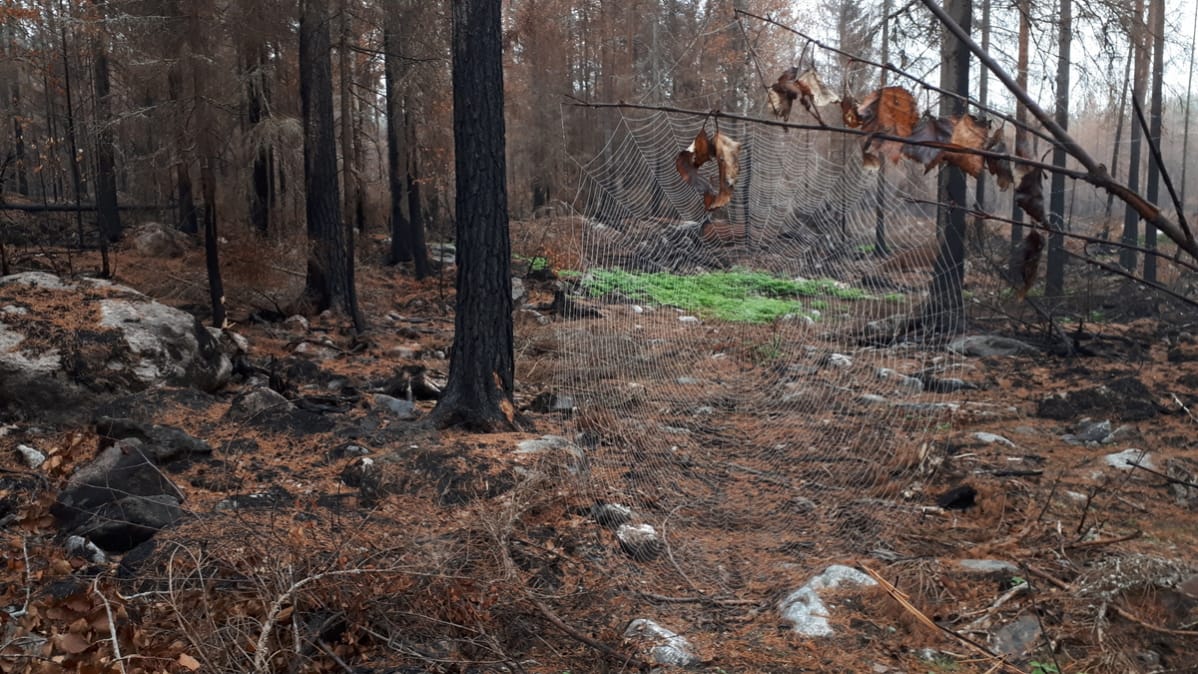 Hämähäkinseittiä metsässä.