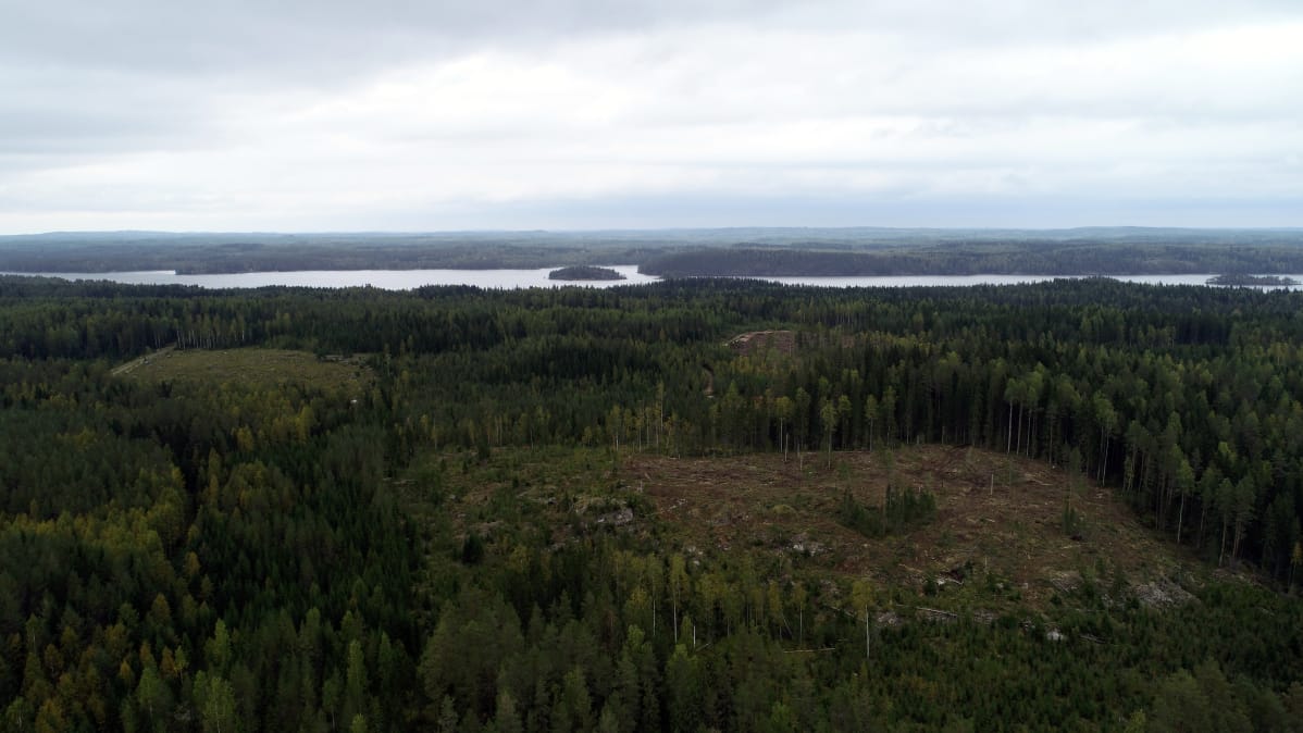 Aitolammen rantaa Heinävedellä. Alueelle suunnitellaan grafiittikaivosta. Taustalla Varisvettä.