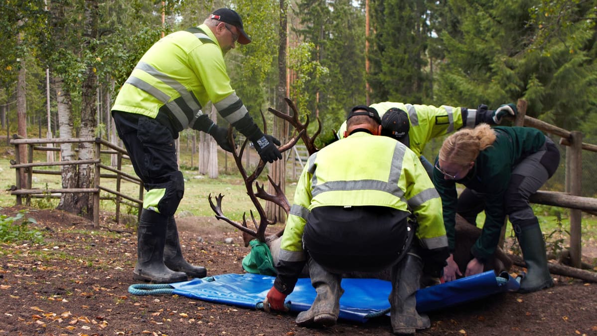 Metsäpeurahirvas siirrettiin Ähtärin eläinpuistosta Karstulan totutustarhaan.