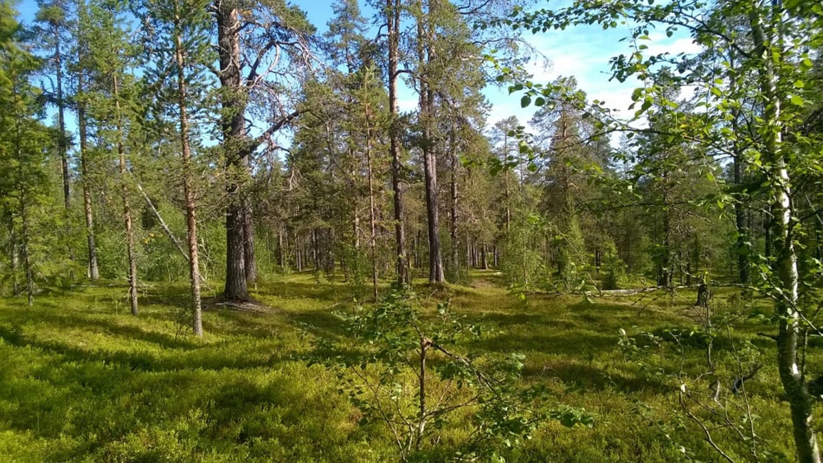 Mänty- ja koivumetsää.