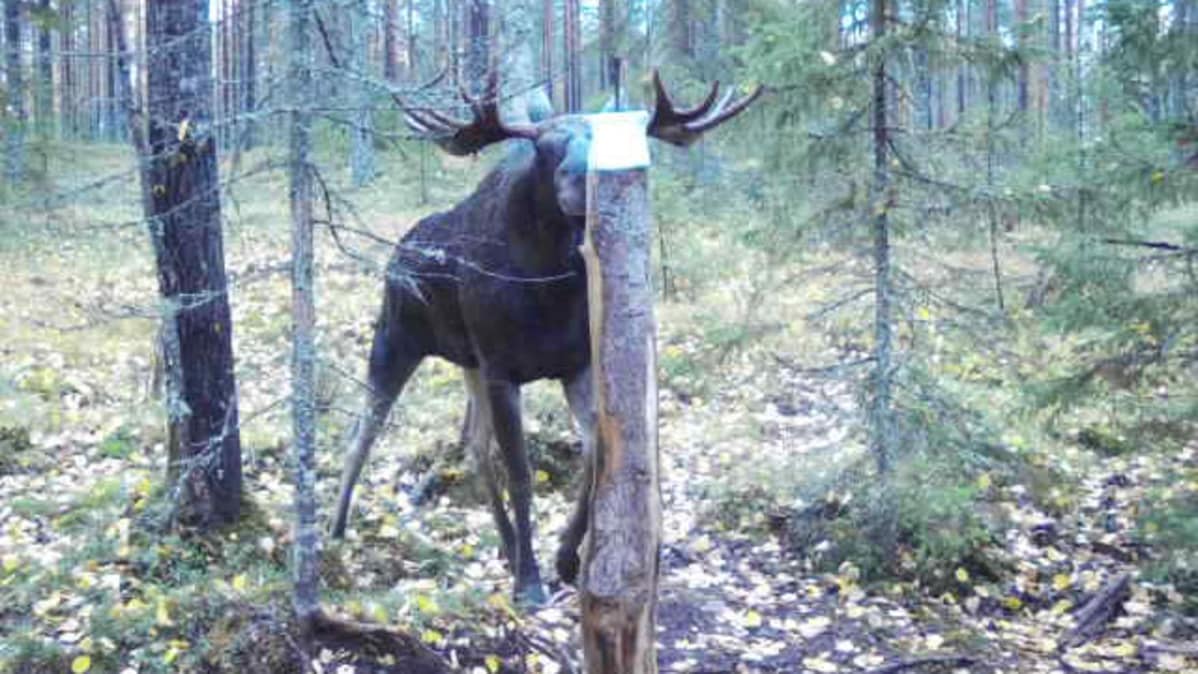 hirvi riistakamera
