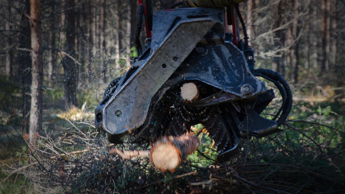 mäntymetsä ensiharvennus männikkö ruokolahti utula