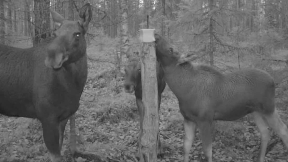 hirviperhe hirvi vasa riistakamera