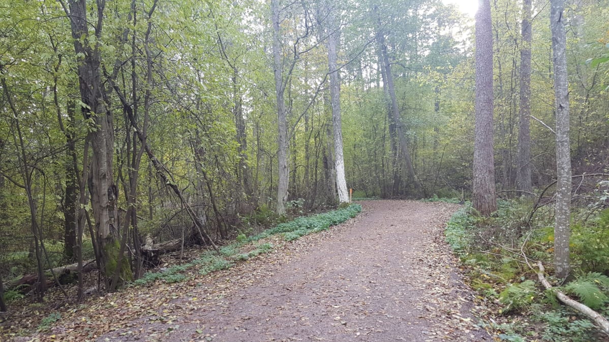 Lappeenrannan rantaraitti lehtometsa