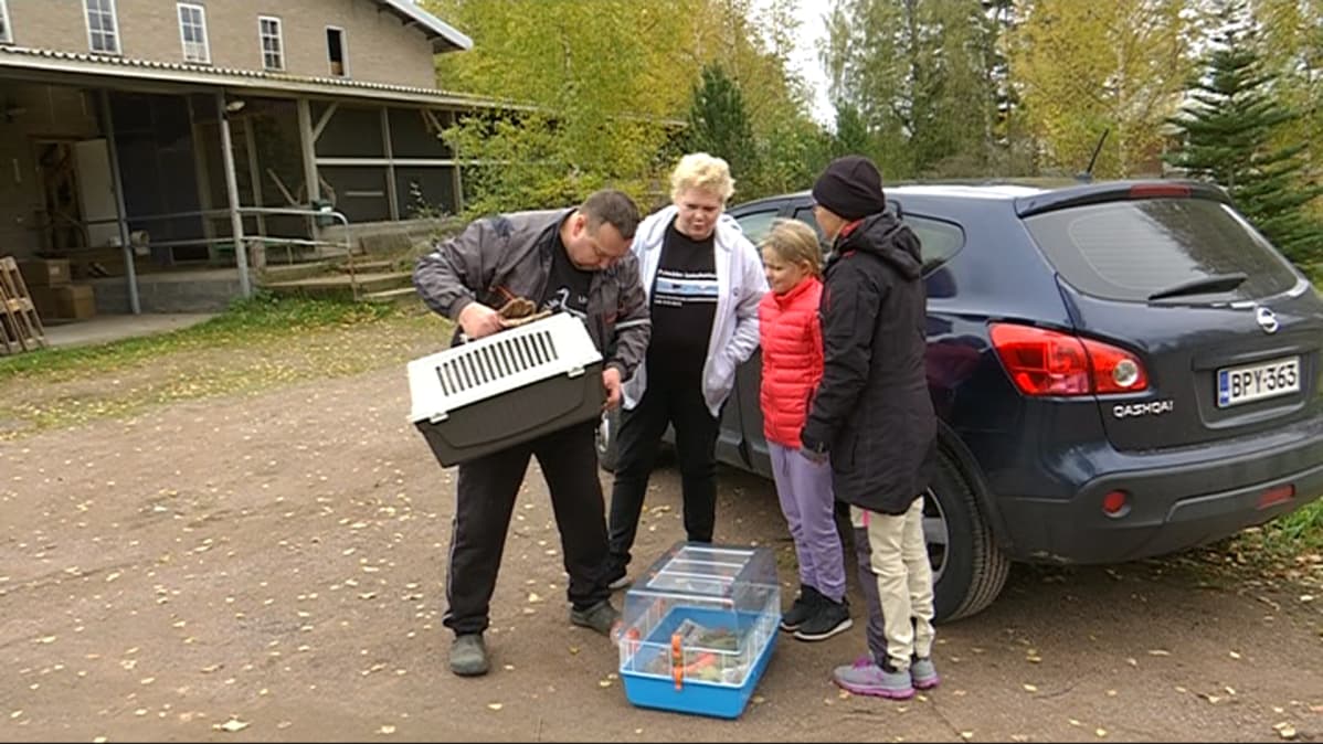 Arto (vas.) ja Hannele Hokkanen ottivat vastaan villin siilin, jonka Minni ja Mirka Aho toivat hoitoon Pyhtään lintuhoitolaan lokakuussa 2018.