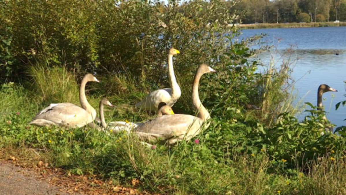 Joutsenperhe Vaasassa