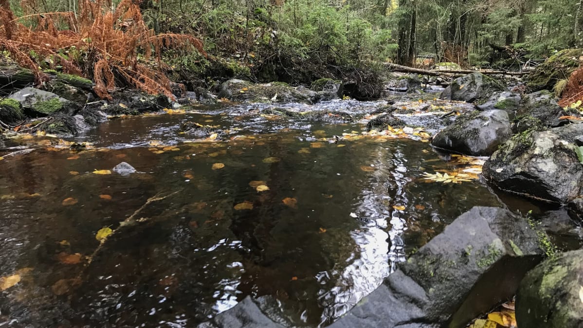 Kuohuvainen