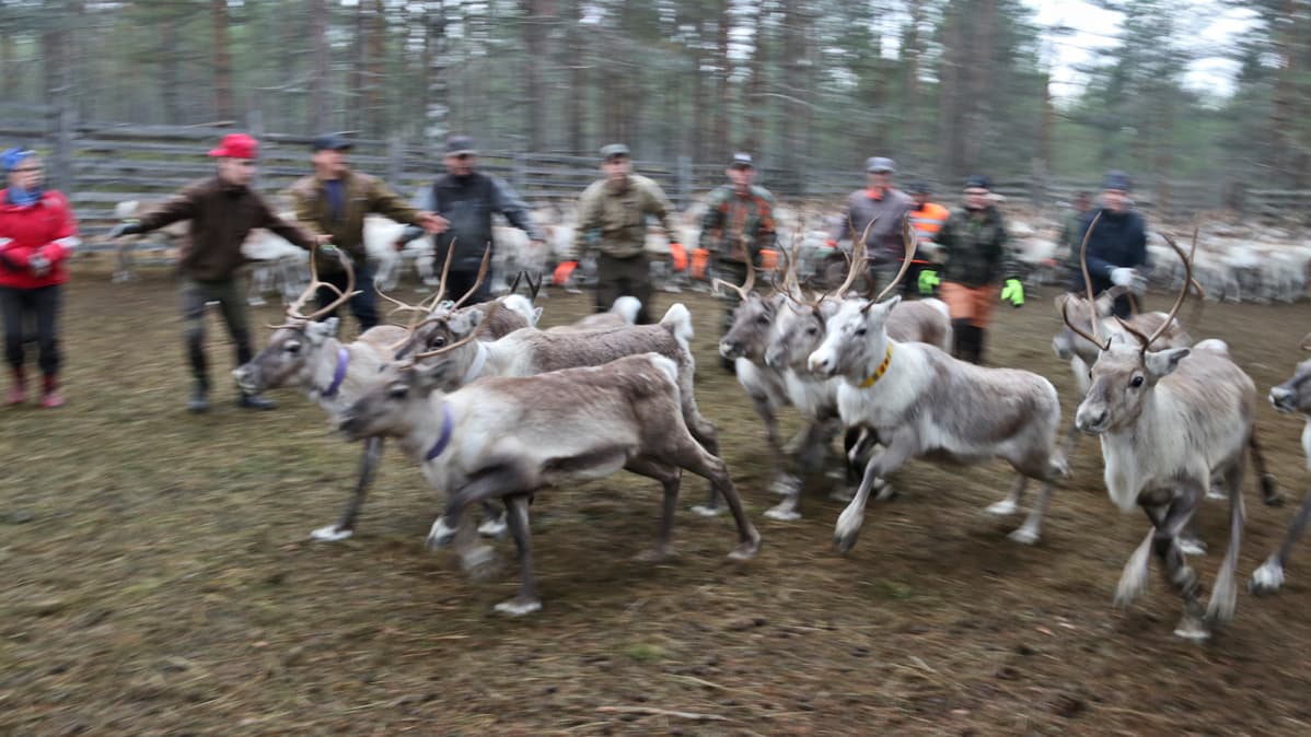 Poroja ajetaan kirnuun poroerotuksessa.