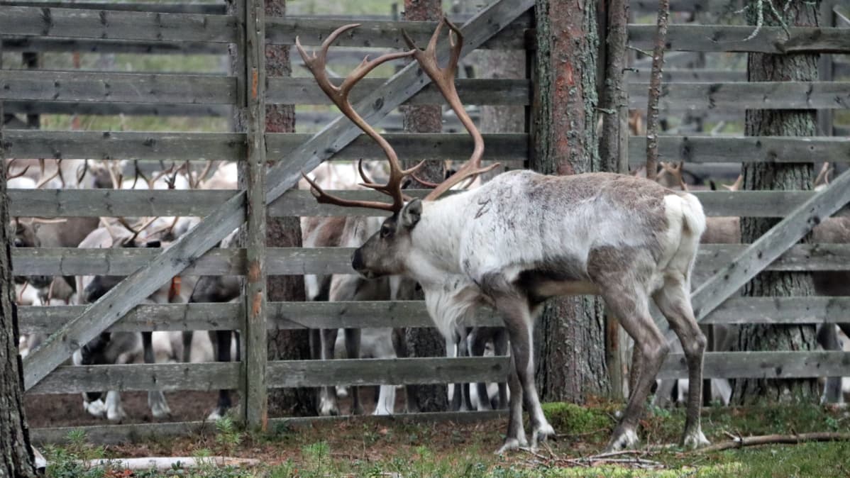 Hirvasporo seuraa poroaitaan ajettujen vaatimien ja vasojen liikkeitä.