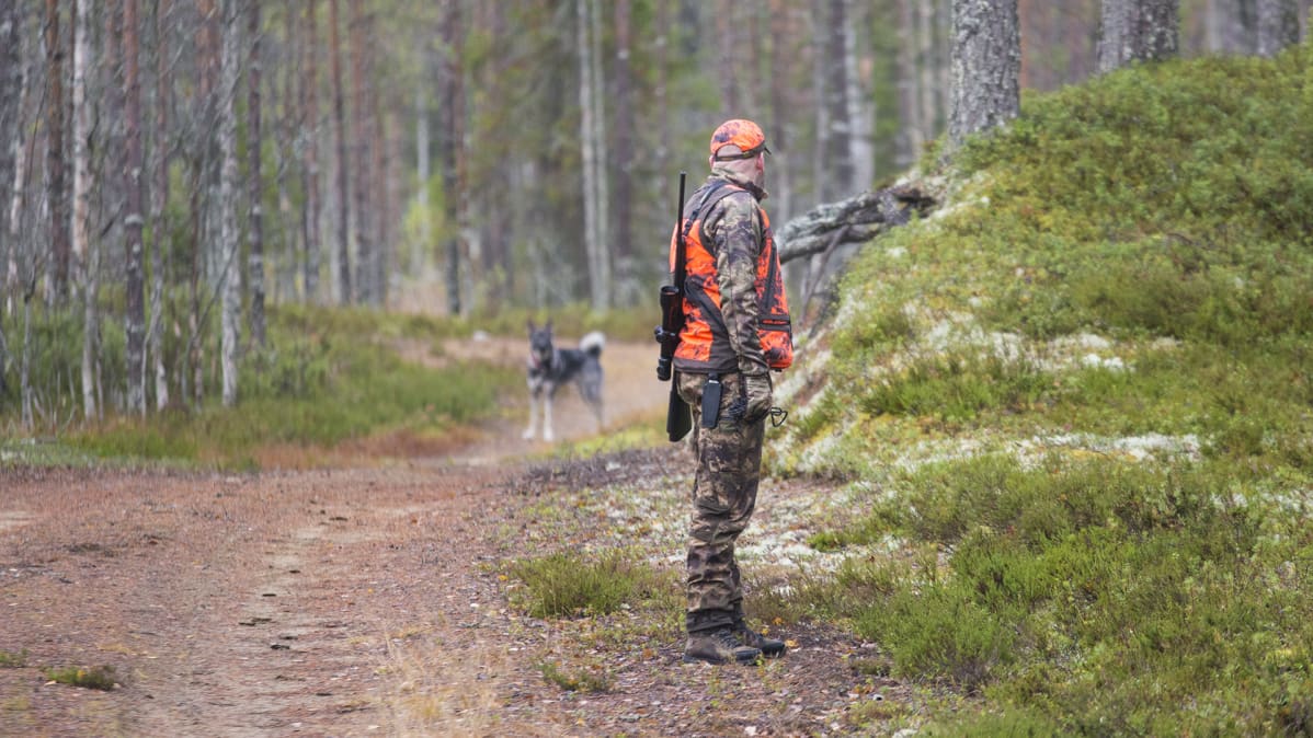 Hirvimetsä metsästys metsästäjä koira koiranomistaja harrastus hirvikoira