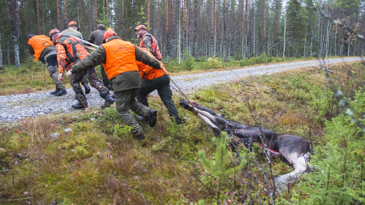 Metsästys hirvi raato ruho metsästäjät hirvimetsä