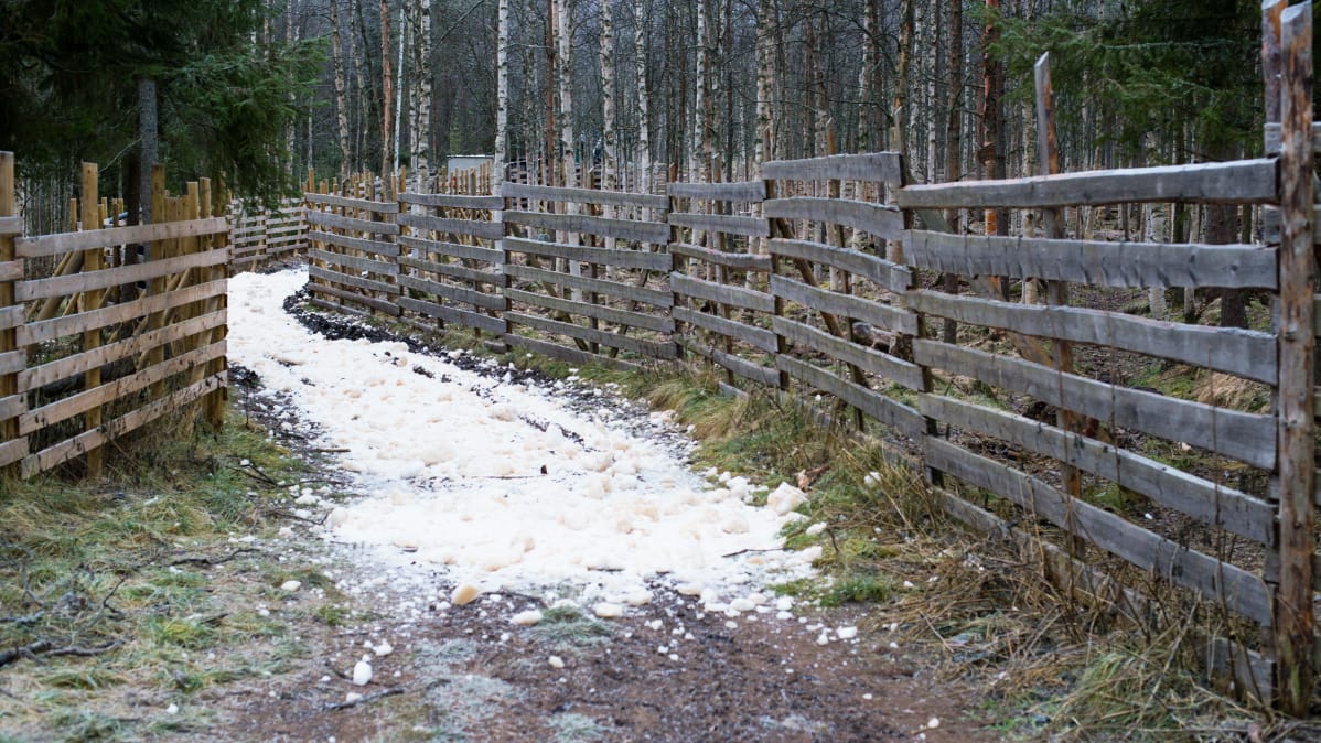 Ainoa konsti varmistaa poroajelun onnistuminen on säilölumi
