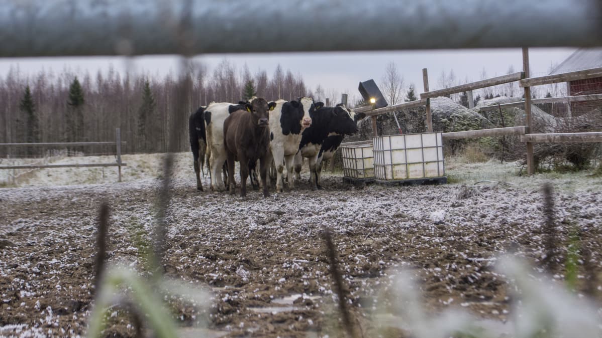 Lehmiä ulkoaitauksessa marraskuussa