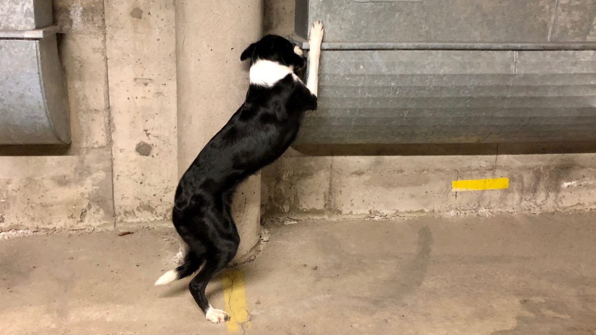 Rahakoiran kuono ottaa tuntumaa hankalistakin paikoista. Notkeutta ja ketteryyttä löytyy. Kuvassa bordercollie Martta.