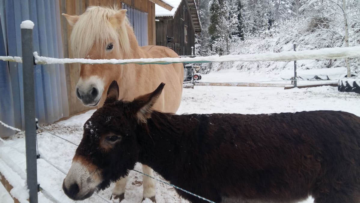 Vuononhevonen Kirppu ja Omie-aasi Lopella