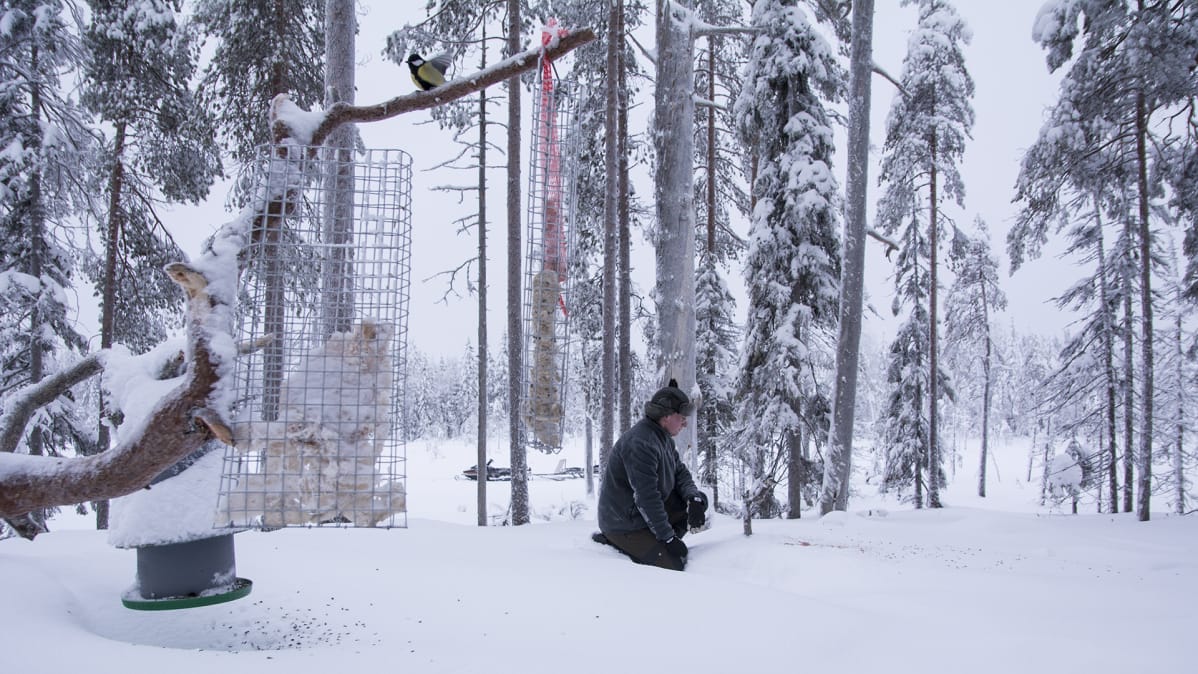 Mies on ruokkimassa lintuja lumisessa metsässä.