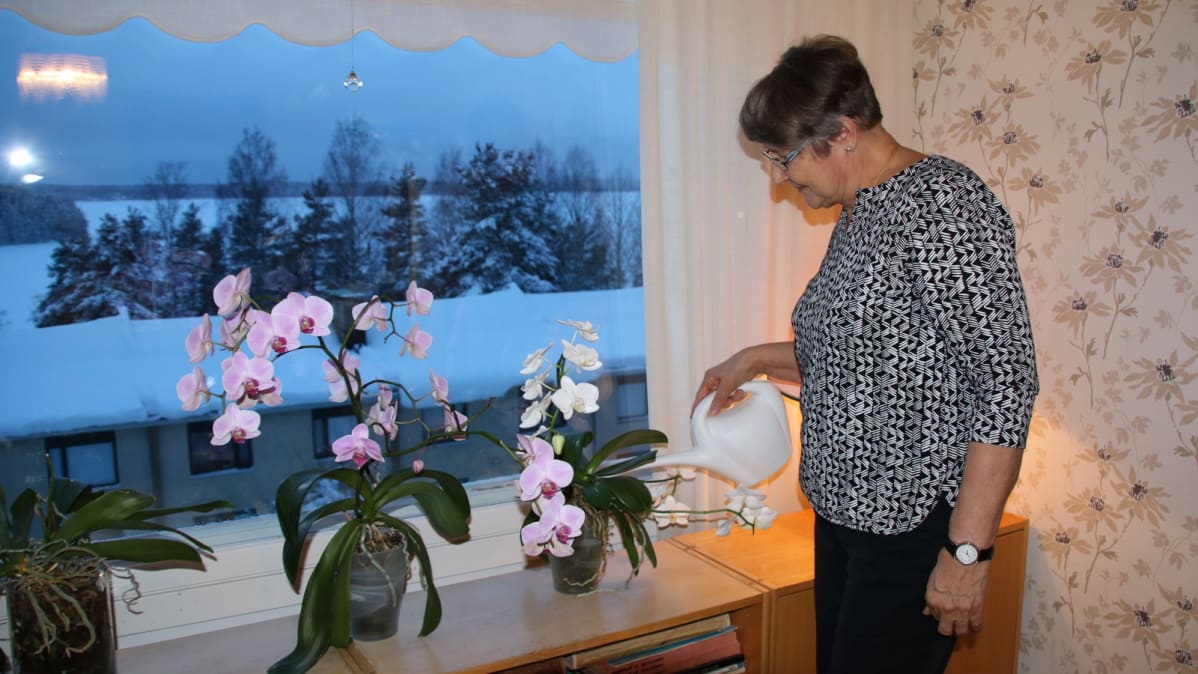 Paula Ahokainen kastelee kukkia