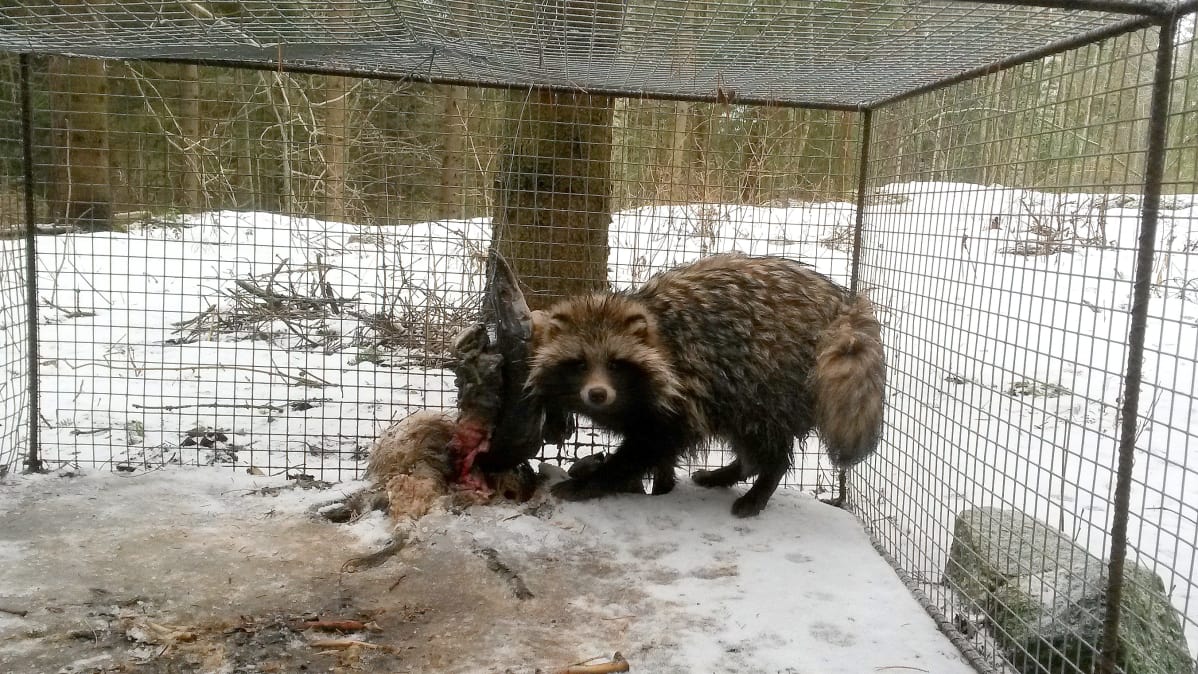Supikoira häkissä talvella