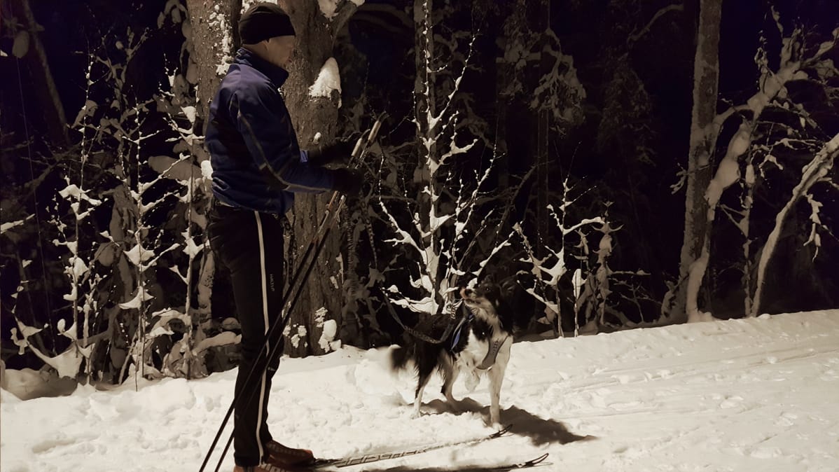 Koirahiihto Pertti Himanen ja Nilkki lähdössä hiihtämään