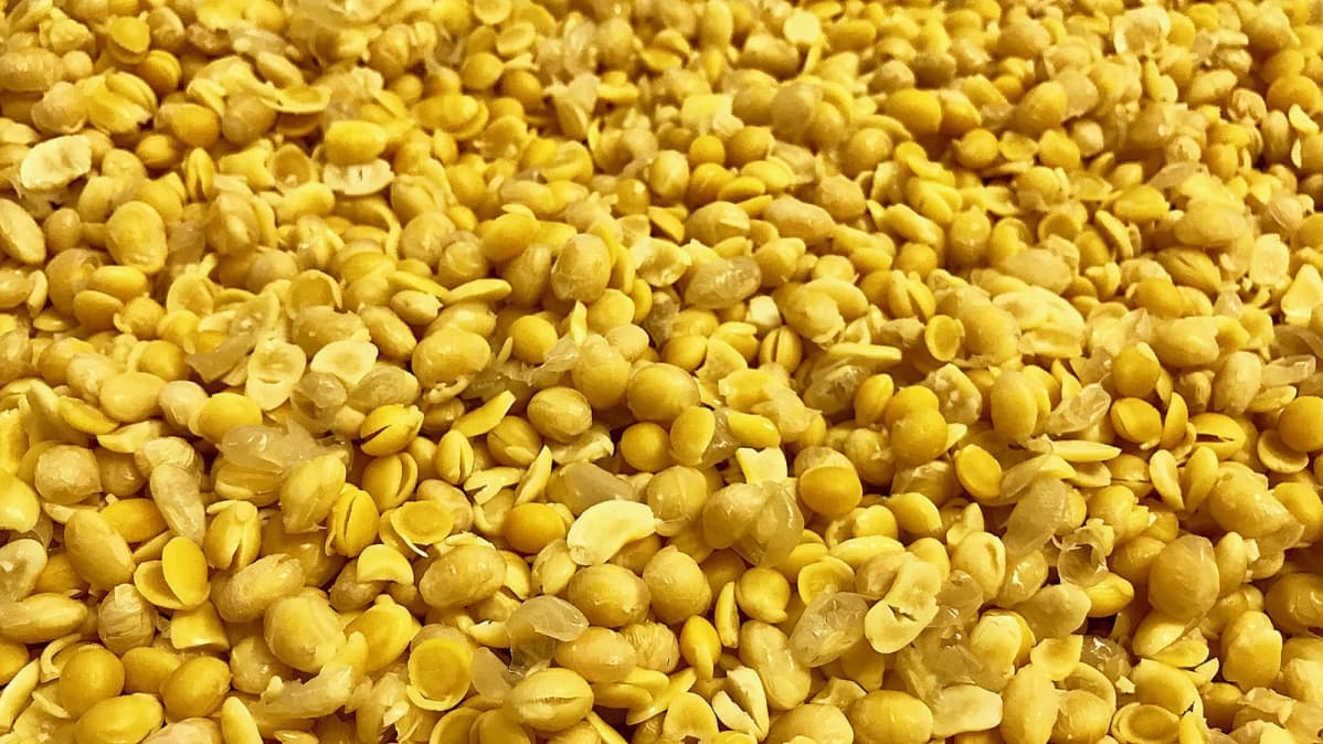 Tofu.