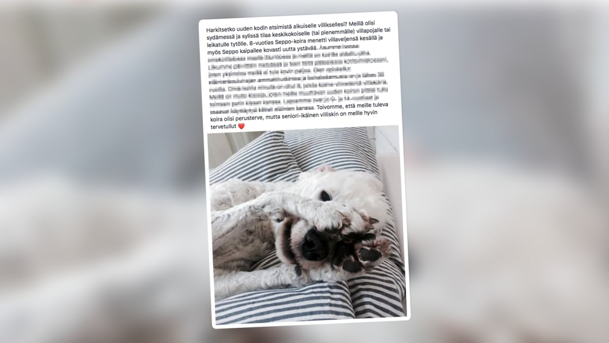 nettileike koiran treffi-ilmoituksesta