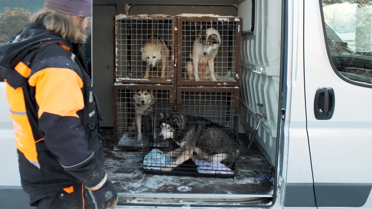 Huskyt muuttavat Syötteeltä Rovaniemelle. Noin 200 kilometrin matka taittuu pakettiautossa.