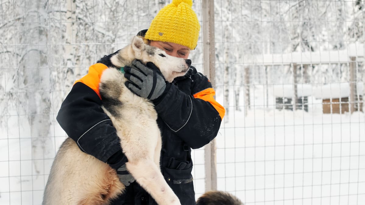Husky-yrittäjä Johanna Määttä ei olisi halunnut aluksi päästää yhtään koiraansa Rovaniemelle.