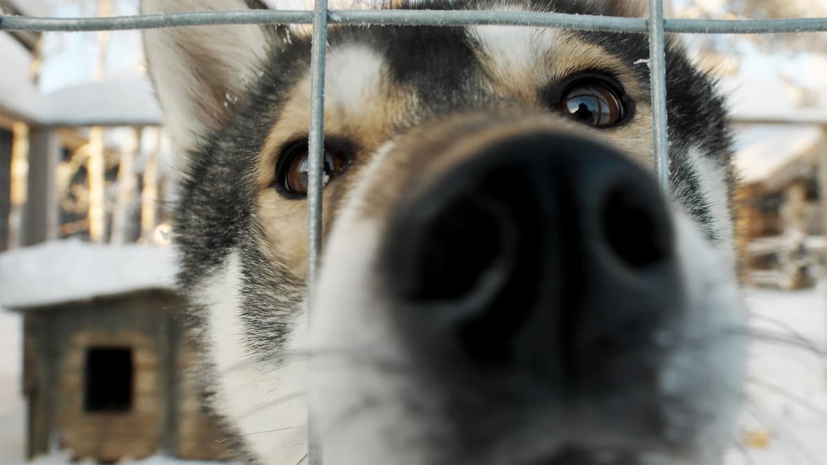 Huskyt ovat innokkaita lähtemään ajoon.