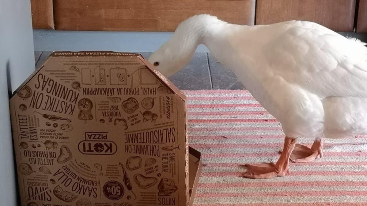 Martti-hanhi tutkii pizzalaatikkoa.