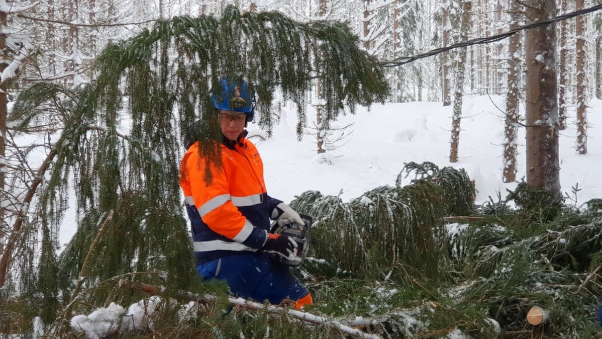 elvera sähkövika verkostoasemantaja