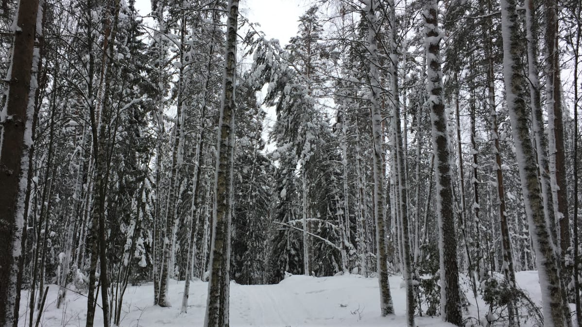 Lumen taivuttamia puita Imatralla Lammassaaren hiihtoladulla.