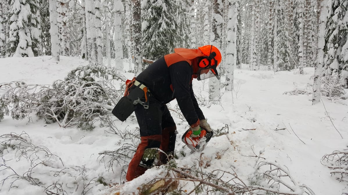 Juha Kuokka karsii tielle kaatunutta puuta