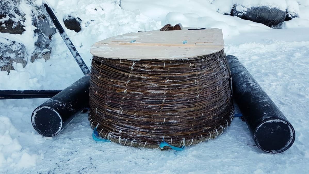 Saimaannorpan keinopesä, joka on punottu pajusta. Pesän kansi on puuta.