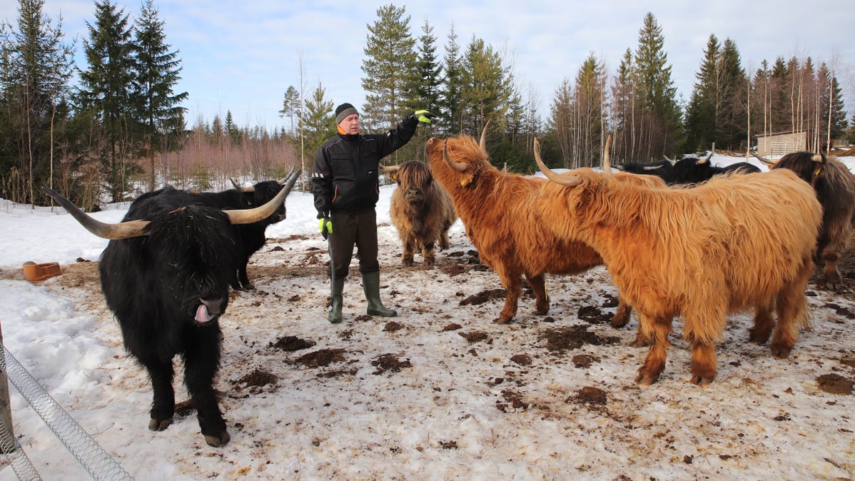 Isäntä Hannu Vetikko esittelee highland-karjaa aitauksessa.