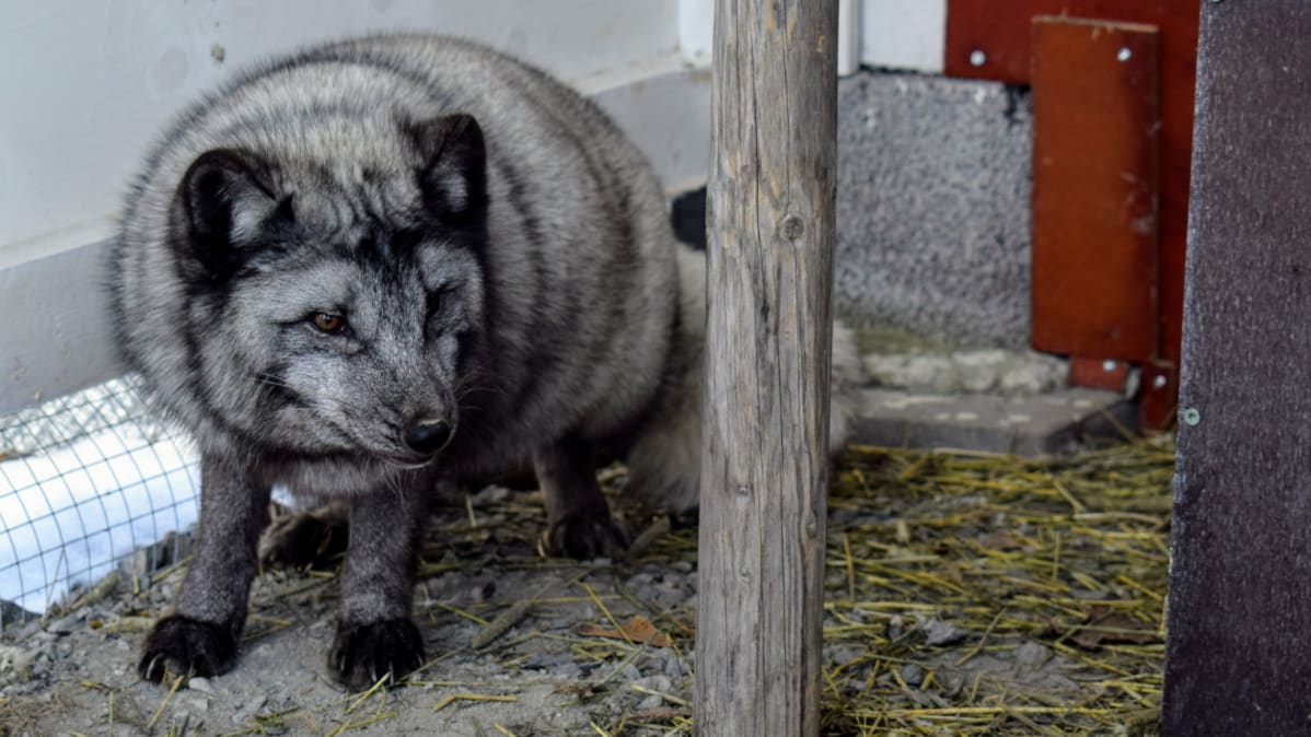 Sinikettu on harmaamusta erittäin pörröinen noin koiran kokoinen eläin.