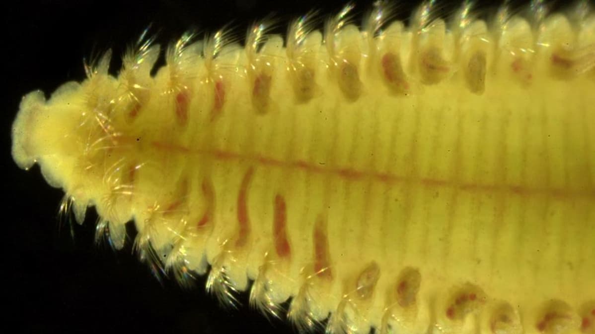 Marenzelleria-monisukasmato.