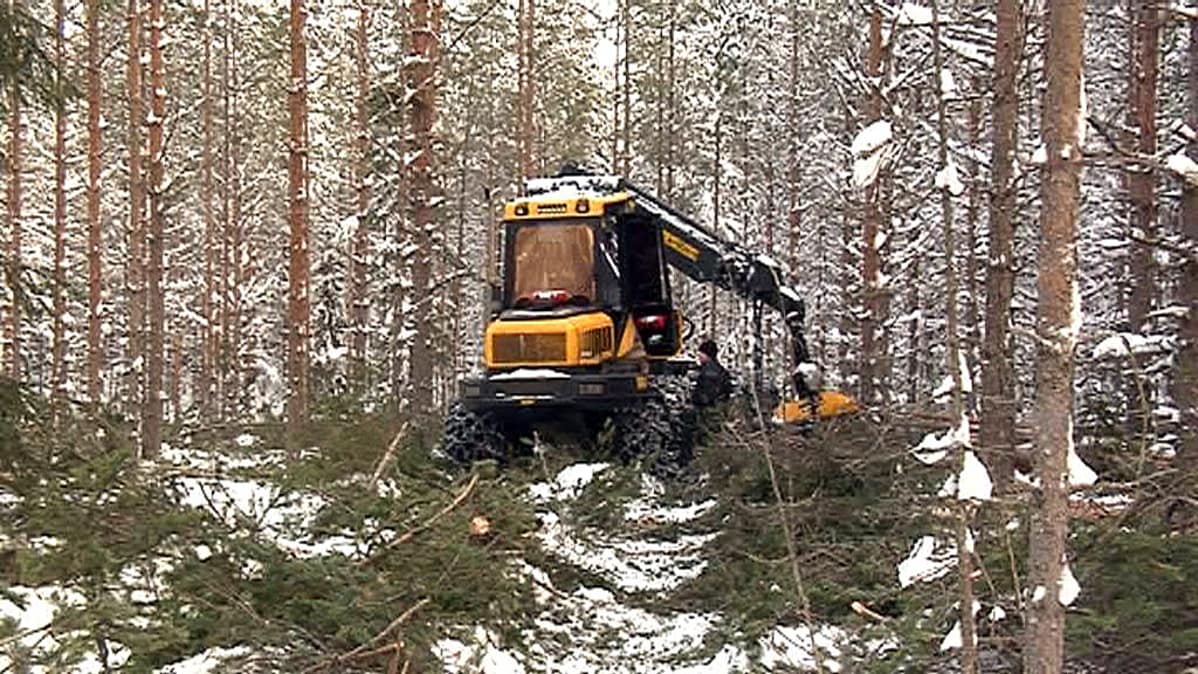 Oulun kaupunki on harventanut Sanginjoen ulkometsän metsätalousalueella nuorta metsää. Isokankaan metsäpuistossa ei ole hakattu, vaikka 1980-luvulla hyväksytyt rauhoitusmääräykset sen sallisivat.
