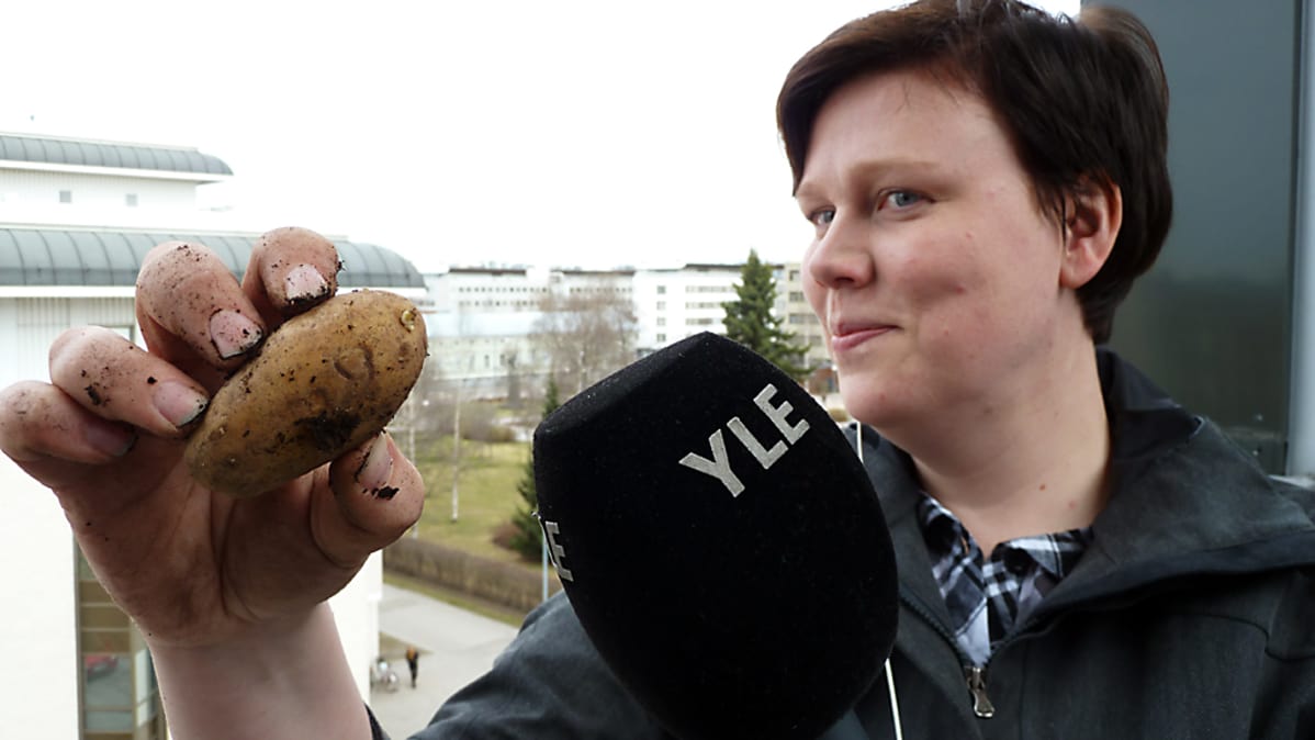 Tuottaja Hanna Juopperi on aikeissa istuttaa perunaa parvekkeelle.