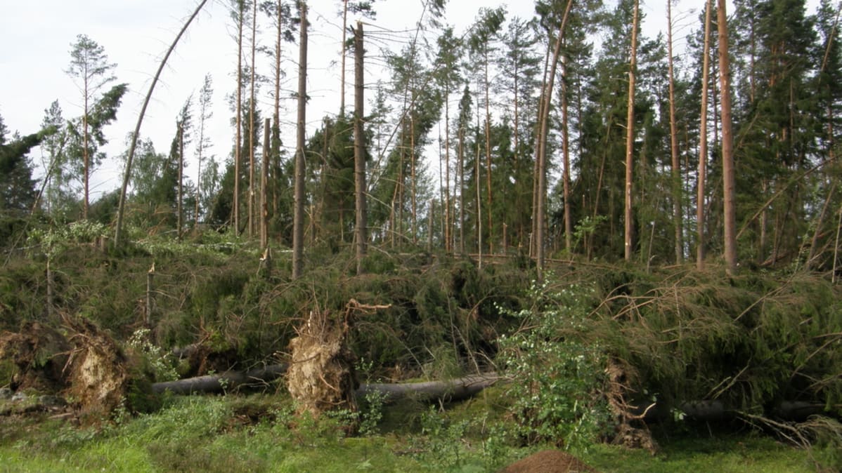 metsätuhoa