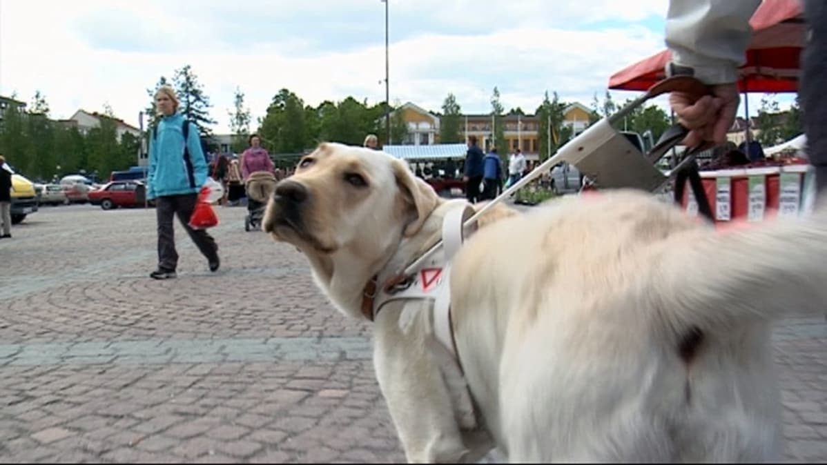 Opaskoira Taavi